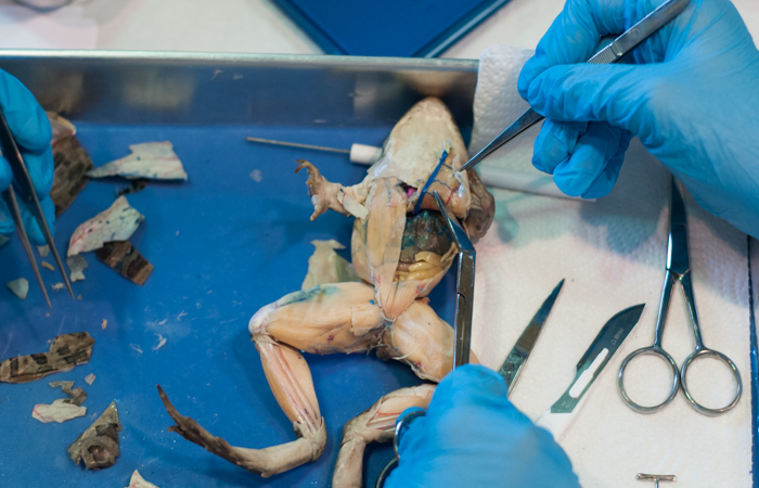 Students dissect a frog and identify its organs.
