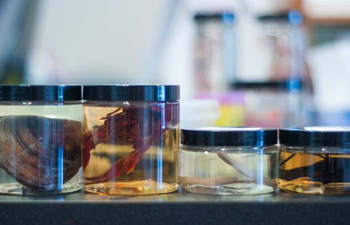 Jars of animal specimens.
